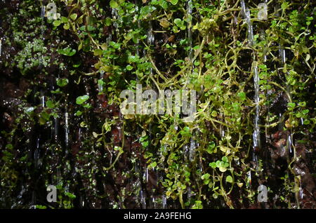 Moss in a small waterfall in Sierra de la Demanda, La Rioja, Northern Spain Stock Photo