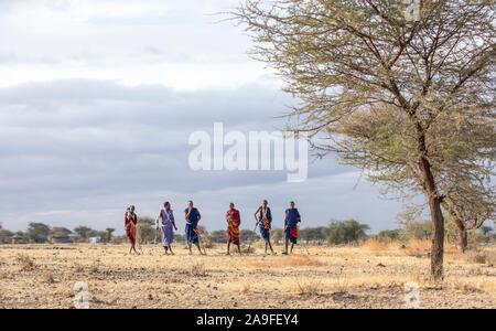 Arusha, Tanzania, 7th September 2019: maasai warriors walking in a savannah Stock Photo