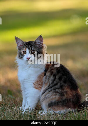 A beautiful four months old norwegian forest cat kitten sitting in the evening light Stock Photo