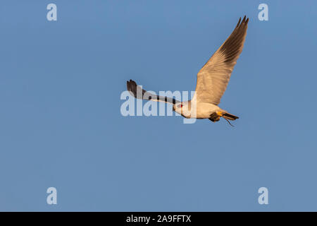 Black-shouldered kite (Elanus caeruleus) with rodent prey, Zimanga private game reserve, KwaZulu-Natal, South Africa Stock Photo