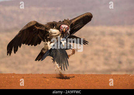 Lappetfaced vulture (Torgos tracheliotos) chasing pied crow for food, Zimanga private game reserve, KwaZulu-Natal, South Africa Stock Photo