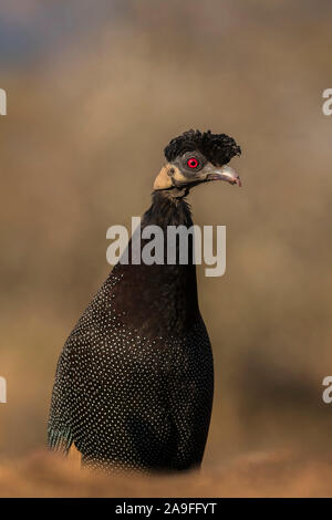 Crested guineafowl (Guttera pucherani), Zimanga game reserve, KwaZulu-Natal, South Africa Stock Photo