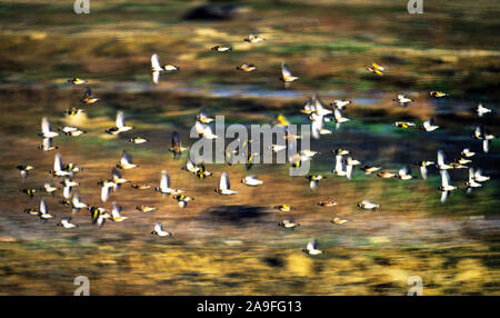 Goldfinch 'C.carduelis' & Linnet 'Acanthis cannabina' Mixed group in flight.South-west France. Stock Photo