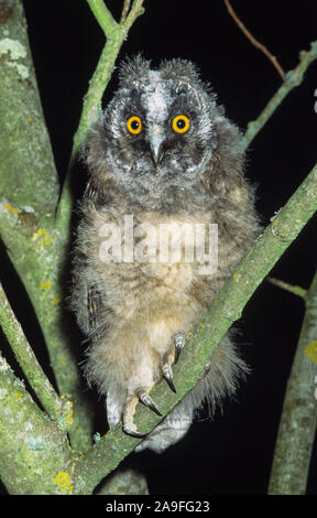 Long-eared Owl 'Asio otus'.Fledgling just out of the nest.South-west France. Stock Photo