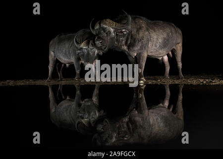 Cape buffalo (Syncerus caffer) bulls at night, Zimanga private game reserve, KwaZulu-Natal, South Africa Stock Photo