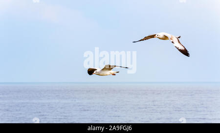 Pair of seagulls, Animal in beautiful natural landscape, Two birds happy flying above the sea water at Bangpu Nature Education Center, Famous tourist Stock Photo