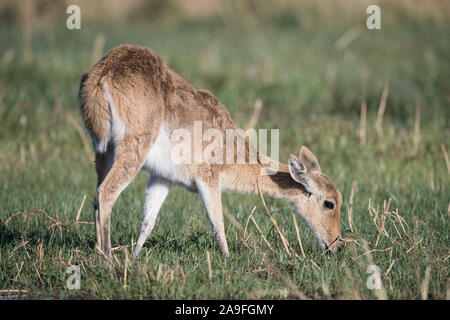 Young reedbuck in green grass in Moremi NP (Khwai), Botswana Stock Photo