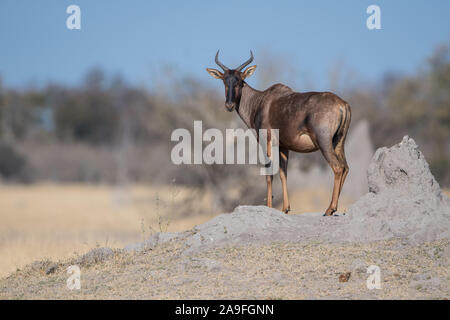 Hartebeest standing on termite mound in full sunlight with clear blue sky in Moremi NP (Khwai), Botswana Stock Photo