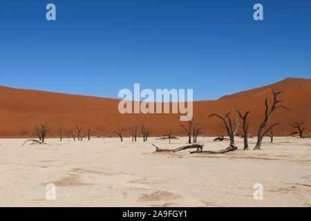 Petrified forest and ancient dead trees at Deadvlei, Sossusvlei salt pan, Namibia Stock Photo