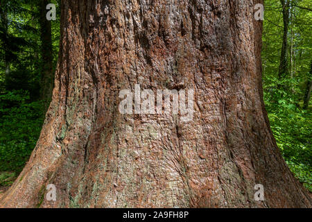 Tree trunk of a sequoia tree in a forest Stock Photo