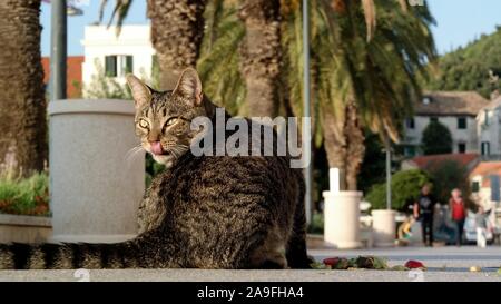 Street cat in Old Town Split, Croatia Stock Photo