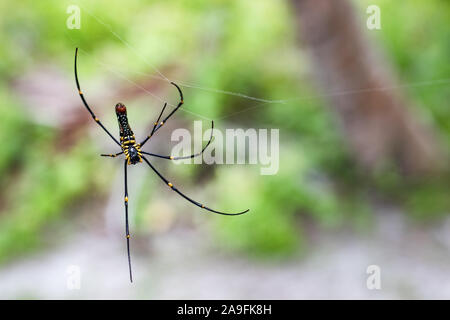 Giant golden orb weaver Nephila pilipes hanging on its web showing bold red bottom and yellow stripes. Found in Sumatra, Indonesia.