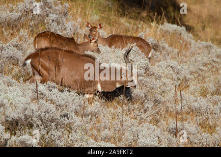 Mountain Nyala Stock Photo