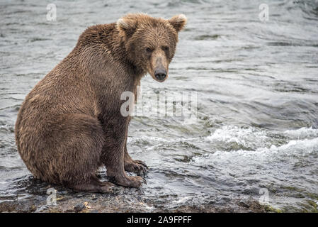 Brown Bear Sits At River's Edge and Looks at Camera, Katmai, Alaska