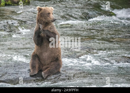 Brown Bear Sits on Hind Legs on Rock in River, Katmai Alaska Stock Photo