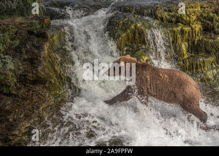 Brown Bear Runs Across Waterfall in Katmai National Park, Alaska Stock Photo