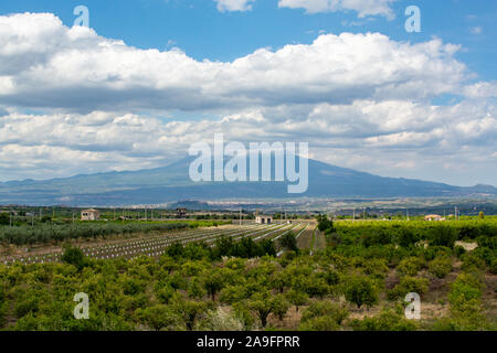 Landscape with orange and lemon trees plantations and view on Mount Etna, Sicily, agriculture in South Italy Stock Photo