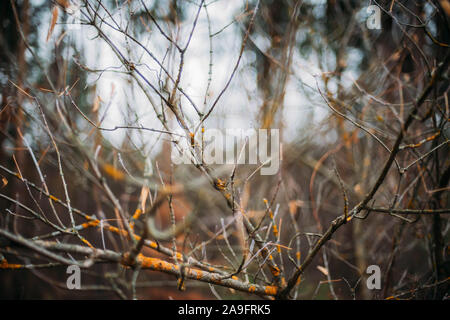 Dry branches in the autumn  forest Stock Photo