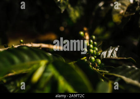 Green Coffee Beans growing on tree Stock Photo