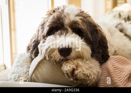 A large labradoodle puppy laying on the back of the couch. Stock Photo