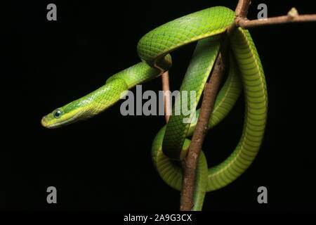 Gonyosoma prasinum, green trinket snake, green bush rat snake or green ratsnake Stock Photo