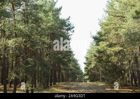 Sand road in pine forest. Beautiful sunny day Stock Photo