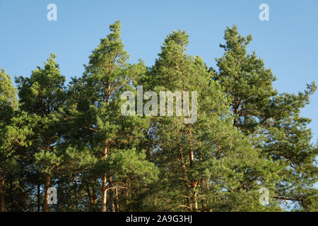 Top of the pine trees against blue sky. Sunny day Stock Photo