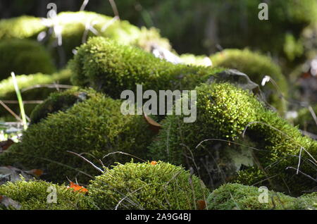 Moss covering the soil of a beech forest in the Sierra de Urbasa natural park, Navarre Stock Photo