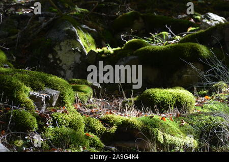 Moss covering the soil of a beech forest in the Sierra de Urbasa natural park, Navarre Stock Photo