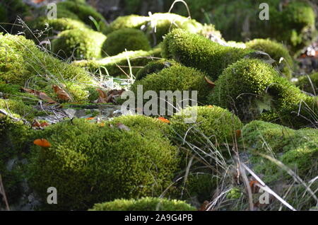 Moss covering the soil of a beech forest in the Sierra de Urbasa natural park, Navarre Stock Photo