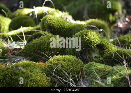 Moss covering the soil of a beech forest in the Sierra de Urbasa natural park, Navarre Stock Photo