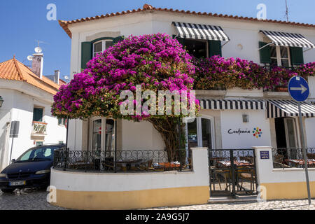A Bougainvillea Plant In Bloom Outside The Confraria Restaurant In Cascais Portugal Stock Photo