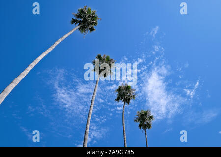 Palmen vor blauem Himmel in Santa Barbara, Kalifornien, USA Stock Photo