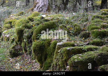 Moss covering the soil of a beech forest in the Sierra de Urbasa natural park, Navarre Stock Photo