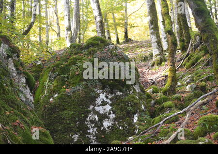 Moss covering the soil of a beech forest in the Sierra de Urbasa natural park, Navarre Stock Photo