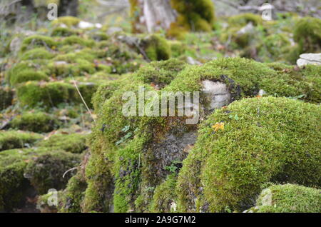 Moss covering the soil of a beech forest in the Sierra de Urbasa natural park, Navarre Stock Photo