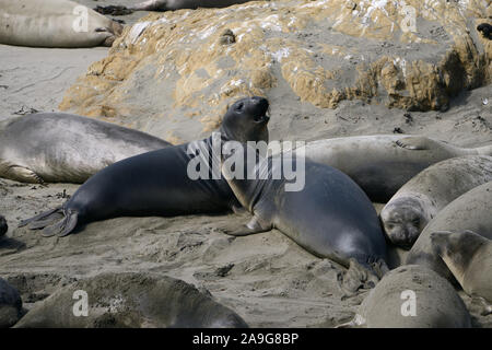 See-Elefanten am Strand bei San Simeon am Highway 1, Kalifornien, USA ...