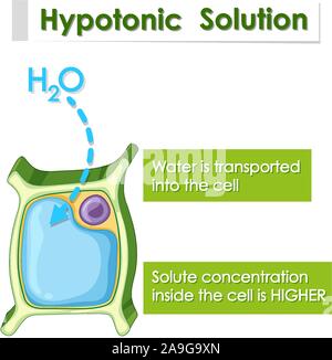 Diagram showing hypotonic solution illustration Stock Vector