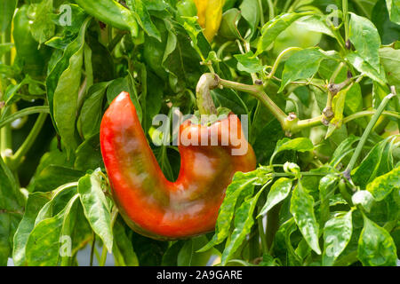 Red sweet turkish paprika vegetable growing on fields in Spain Stock Photo