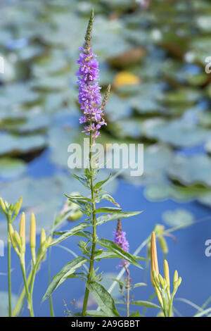 purple blooming spiked loosestrife (Lythrum salicaria) a orange day-lily (Hemerocallis fulva) below and a pond filled with water lily (Nymphaea) in a Stock Photo