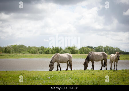 Konik wild ponies. Free-ranging Konik horses in their open environment at Oostvaardersplassen, Holland. Stock Photo