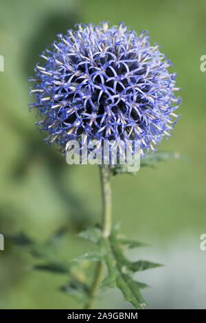 blossom of the globe thistle (Echinops ritro) in front of unsharp green background of the garden Stock Photo