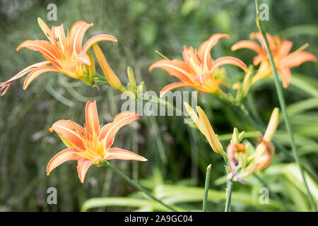some flowers of orange day-lily (Hemerocallis fulva) outdoors Stock Photo