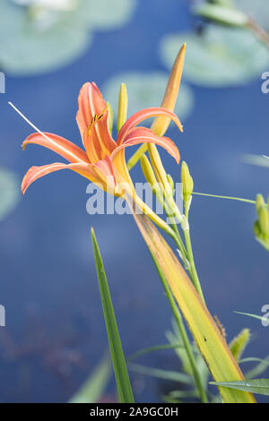 single orange day-lily (Hemerocallis fulva) in front of a pond with water lily (Nymphaea) Stock Photo