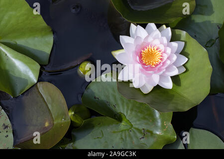 top view / birds eyes view of a pink blooming water lily (Nymphaea) in a pond Stock Photo