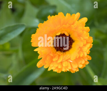 top view / birds eyes view of filled marigold (Calendula officinalis) blossom outdoor in the garden with a green unsharp background Stock Photo