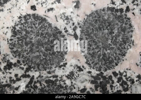 Orbicular Granite Stock Photo