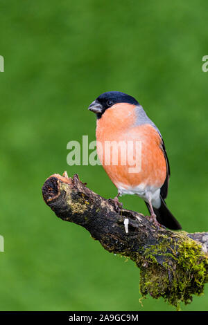 A foraging male bullfinch in autumn in mid Wales Stock Photo