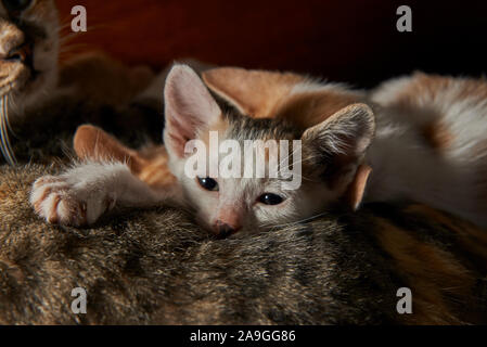 A cute baby cat cuddling up to a mother cat Stock Photo