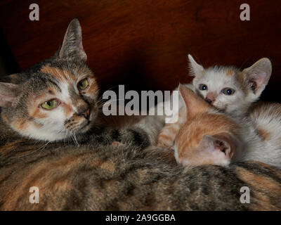 Mother cat and cute kitten Stock Photo
